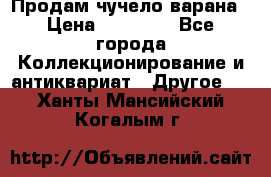 Продам чучело варана › Цена ­ 15 000 - Все города Коллекционирование и антиквариат » Другое   . Ханты-Мансийский,Когалым г.